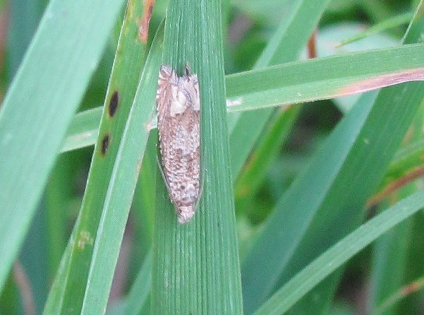 Pelochrista caecimaculana - Tortricidae